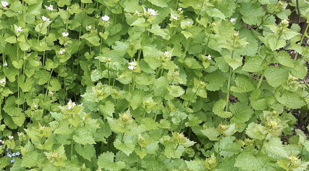 A stand of garlic mustard, a light green tall plant with white flowers. It is an invasive plant in Waterloo Region