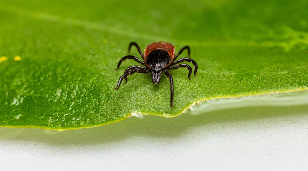 A black-legged tick with it's mouthparts clearly visible, walks along a green leaf.