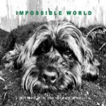 Impossible World | Wilfred N & the Grown Men (B&W photo of a dog with long fur laying on the ground)