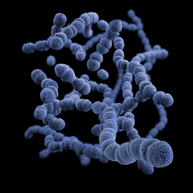 A three-dimensional, computer-generated image of a group of Gram-positive, Streptococcus bacteria. A molecular structure linked by purple globules