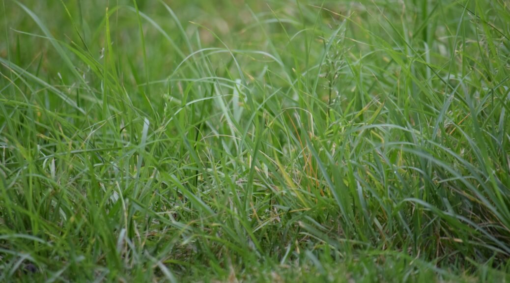 a close up of long green grass on a lawn
