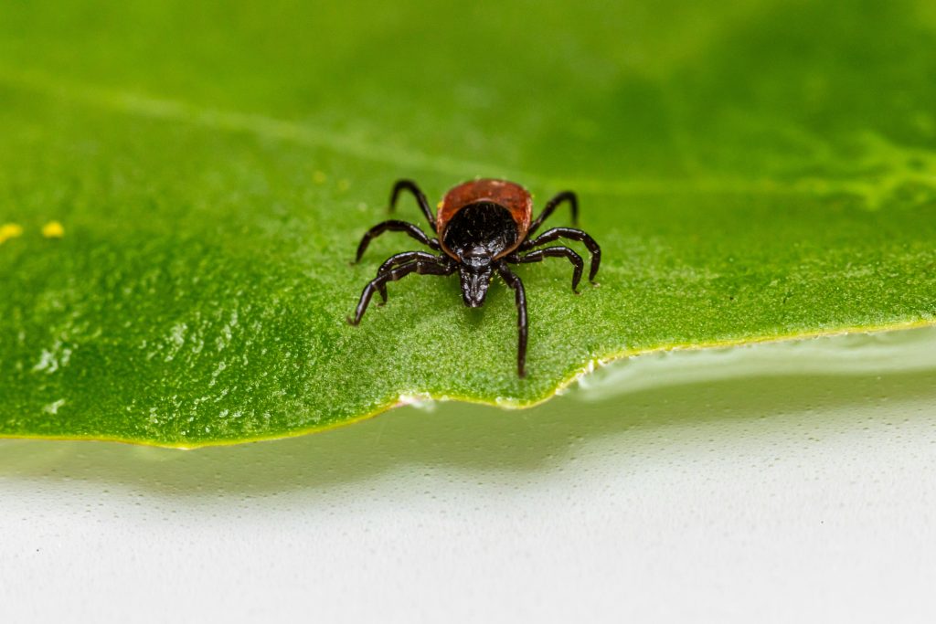 A black-legged tick with it's mouthparts clearly visible, walks along a green leaf.
