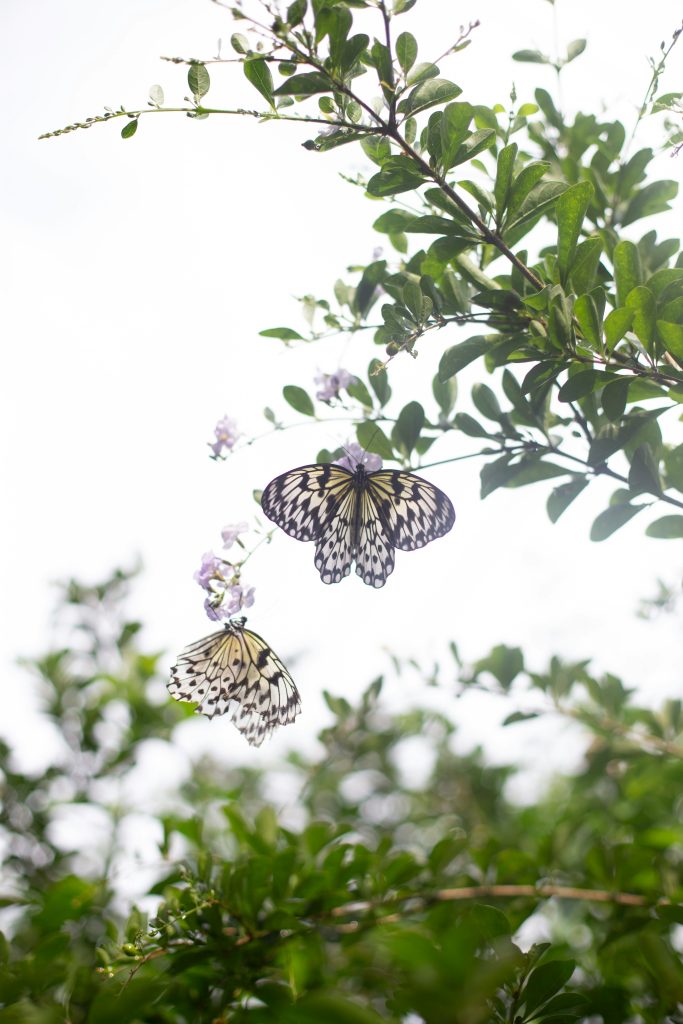 Two swallowtail butterflies are photographed from below while feeding on a flowering bush