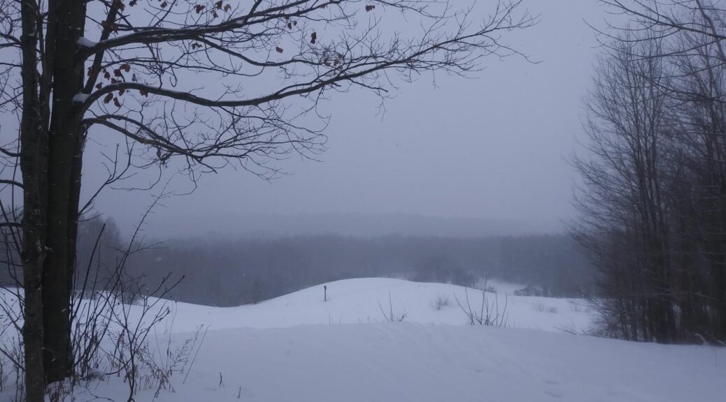 A picture at Schneider Bush of snow in the foreground and a dark forest in the midground. On the horizon, More forest then the sky.