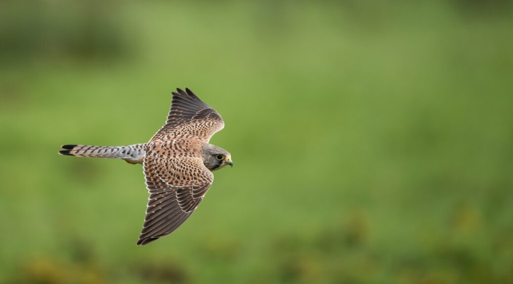 a kestral soars through the air at camera level making the patterns of dots across its back and wings easy to see.